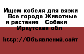 Ищем кобеля для вязки - Все города Животные и растения » Собаки   . Иркутская обл.